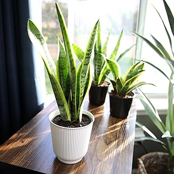 Amazon.com: Live Snake Plant, Sansevieria trifasciata